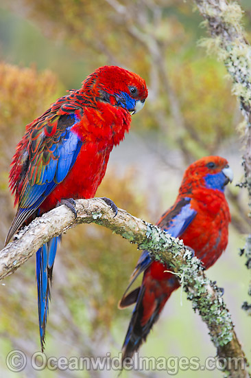 Crimson Rosella photo