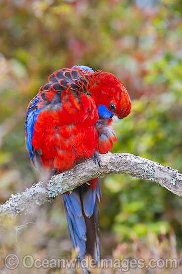 Crimson Rosella photo Crimson Rosella photo