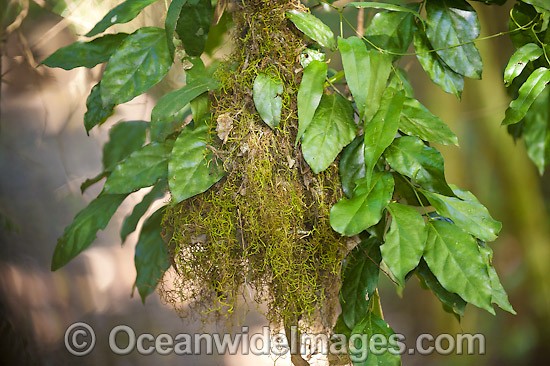 Yellow-throated Scrubwren nest photo