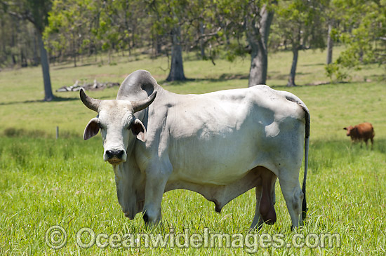 Brahman Bull photo