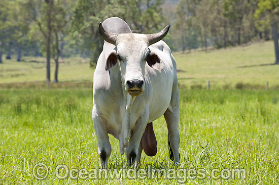 Brahman Bull. Also known as Brahma Bull, is a breed of Zebu Cattle (Bos primigenius indicus) that was originally exported from India to the rest of the world including Australia. Photo was taken on farm land near Canungra, south-east Queensland, Australia Photo - Gary Bell
