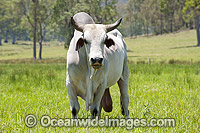 Brahman Bull Photo - Gary Bell