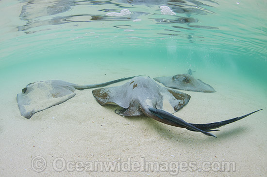 Cowtail Stingrays (Pastinachus sephen), foraging in the shallows close to shore. Also known as Fantail Ray, Feathertail Stingray, Banana-tail Ray. Found throughout the Indo-Pacific. Photo taken at Heron Island, Great Barrier Reef, Australia. Photo - Gary Bell