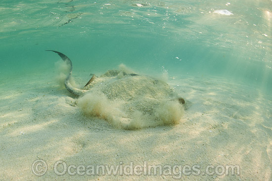 Cowtail Stingray (Pastinachus sephen), emerging from a sandy bottom. Also known as Fantail Ray, Feathertail Stingray, Banana-tail Ray. Found throughout the Indo-Pacific. Photo taken at Heron Island, Great Barrier Reef, Australia. Photo - Gary Bell Cowtail Stingray (Pastinachus sephen), emerging from a sandy bottom. Also known as Fantail Ray, Feathertail Stingray, Banana-tail Ray. Found throughout the Indo-Pacific. Photo taken at Heron Island, Great Barrier Reef, Australia. Photo - Gary Bell