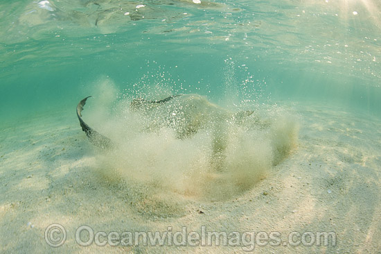 Cowtail Stingray emerging from sand photo