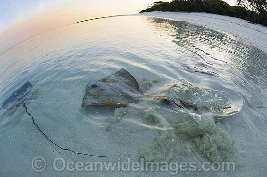 Cowtail Stingray and Brown Whipray photo