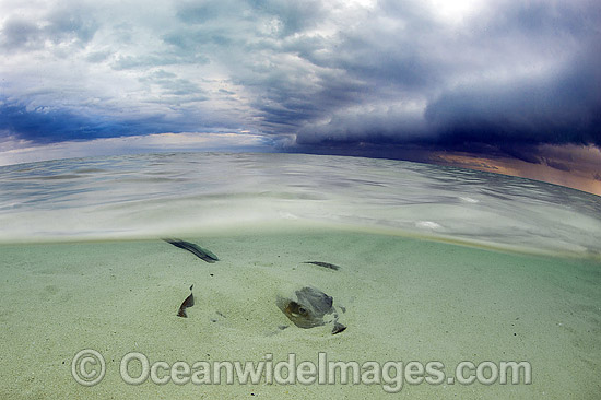 Cowtail Stingray (Pastinachus sephen), resting in the shallows as a storm approaches. Also known as Fantail Ray, Feathertail Stingray, Banana-tail Ray. Found throughout the Indo-Pacific. Photo taken at Heron Island, Great Barrier Reef, Australia. Photo - Gary Bell