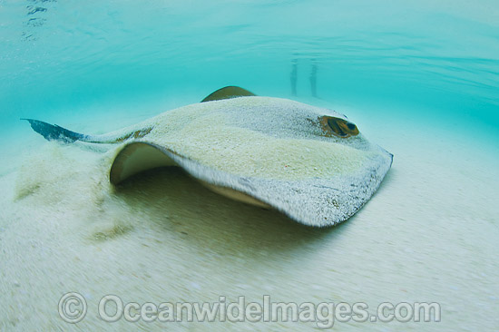 Swimmer and Cowtail Stingray photo