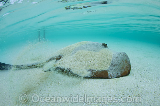 Swimmer standing in the shallows next to a Cowtail Stingray (Pastinachus sephen). Also known as Fantail Ray, Feathertail Stingray, Banana-tail Ray. Found throughout the Indo-Pacific. Photo taken at Heron Island, Great Barrier Reef, Australia. Photo - Gary Bell Swimmer standing in the shallows next to a Cowtail Stingray (Pastinachus sephen). Also known as Fantail Ray, Feathertail Stingray, Banana-tail Ray. Found throughout the Indo-Pacific. Photo taken at Heron Island, Great Barrier Reef, Australia. Photo - Gary Bell
