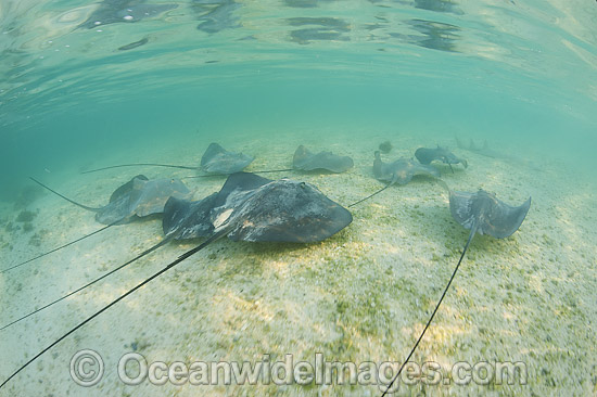 Pink Whiprays foraging in sand photo