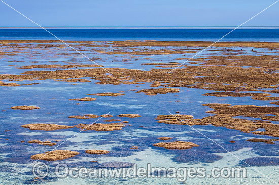 Coral Reef exposed at low tide photo Coral Reef exposed at low tide photo
