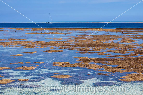 Coral Reef exposed at low tide photo