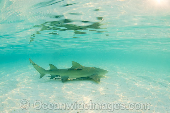 Lemon Shark (Negaprion acutidens). Also knwn as Sharptooth Shark. Found throught the Indian Ocean and central Pacific, including tropical Australian waters. Occasionally sighted off Perth (WA). Photo taken at Heron Island, Great Barrier Reef, Australia. Photo - Gary Bell Lemon Shark (Negaprion acutidens). Also knwn as Sharptooth Shark. Found throught the Indian Ocean and central Pacific, including tropical Australian waters. Occasionally sighted off Perth (WA). Photo taken at Heron Island, Great Barrier Reef, Australia. Photo - Gary Bell