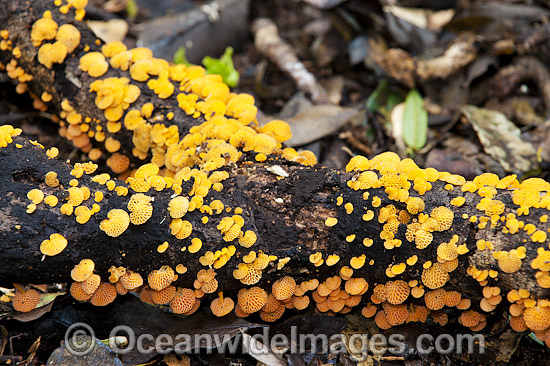 Rainforest Fungi photo Rainforest Fungi photo