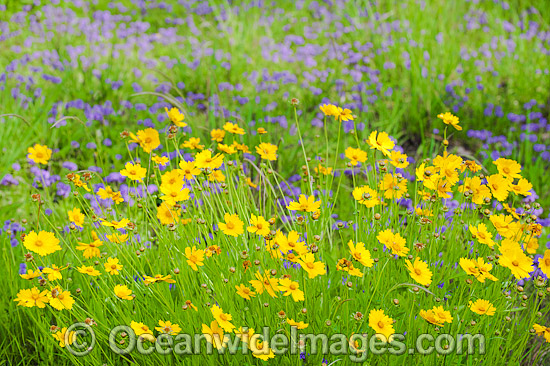Australian Wildflowers photo Australian Wildflowers photo