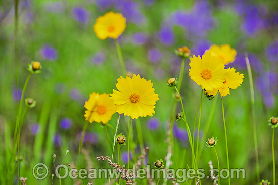 Australian Wildflowers photo