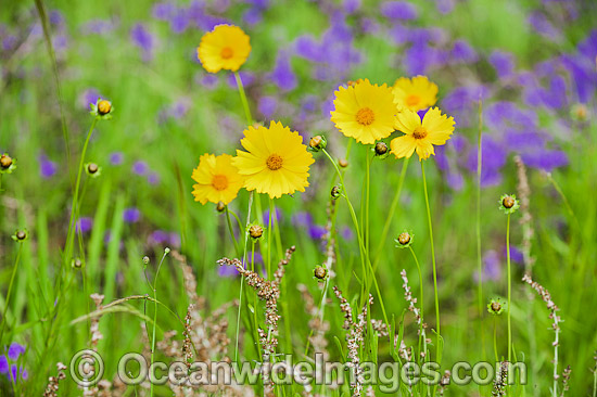 Wildflowers photo