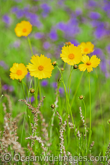 Australian Wildflowers photo Australian Wildflowers photo