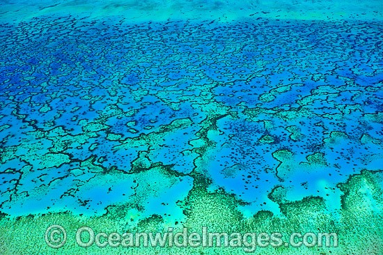 Heron Island and Wistari Reef photo