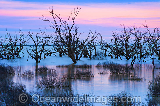 Lake Menindee at twilight photo