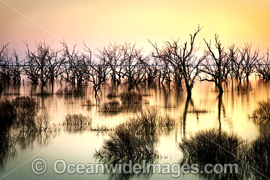 Scenic landscape showing dead River Red Gums (Eucalyptus camaldulensis), silhouetted on Lake Menindee during dusk sunset. Photo taken in the outback near Broken Hill, New South Wales, Australia. Photo - Gary Bell