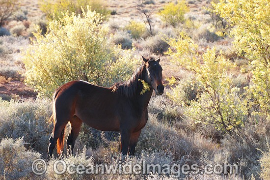 Wild horses feeding in outback photo
