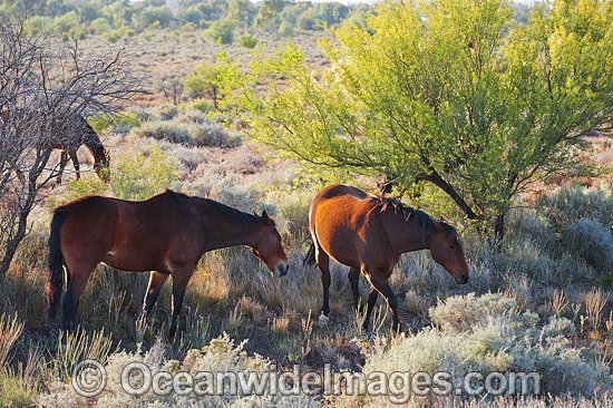 Horses in outback Australia photo