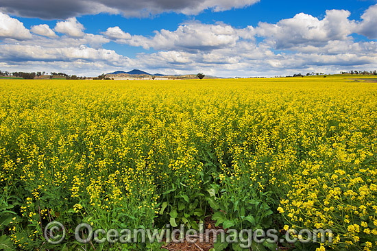 Field of Canola outback Australia photo