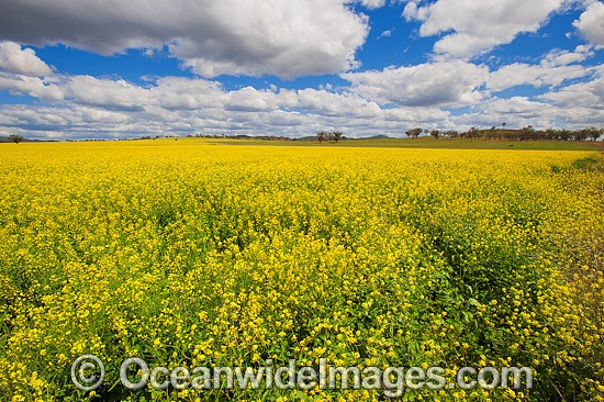 Field of Canola, photographed near Gunnedah, New South Wales, Australia. Photo - Gary Bell