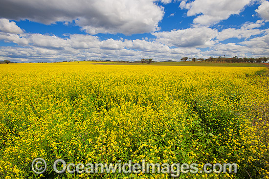 Field of Canola Gunnedah photo