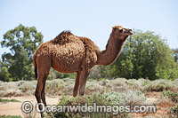 Feral Camels Australia Photo - Gary Bell