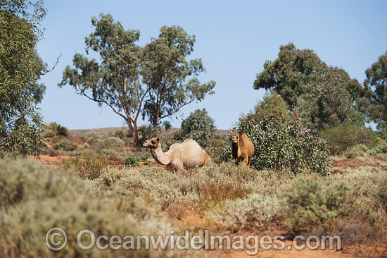 Feral Camels Australia photo