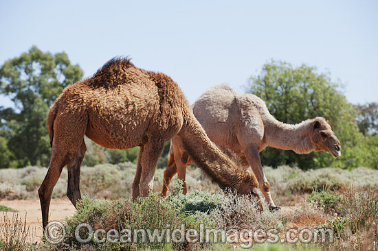 Feral Camels Australia photo