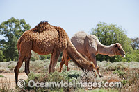 Feral Camels Australia Photo - Gary Bell