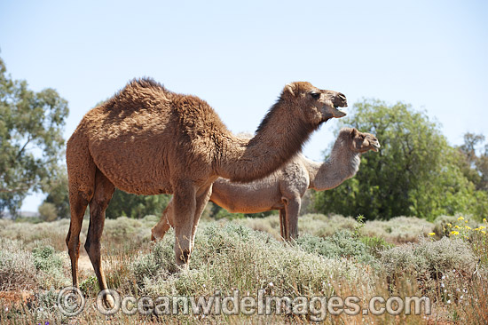 Feral Camels Australia photo