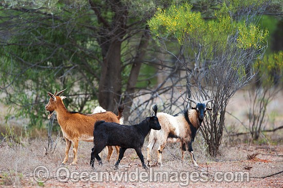 Feral Goats Australia photo
