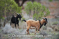 Feral Goats Australia Photo - Gary Bell