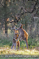 Kangaroo males boxing Photo - Gary Bell