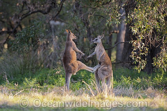 Eastern Grey Kangaroo (Macropus giganteus), two large males boxing. Photo taken at the Warrumbungle National Park, New South Wales, Australia. Photo - Gary Bell