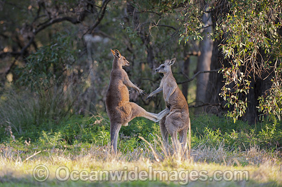 Kangaroo males boxing photo