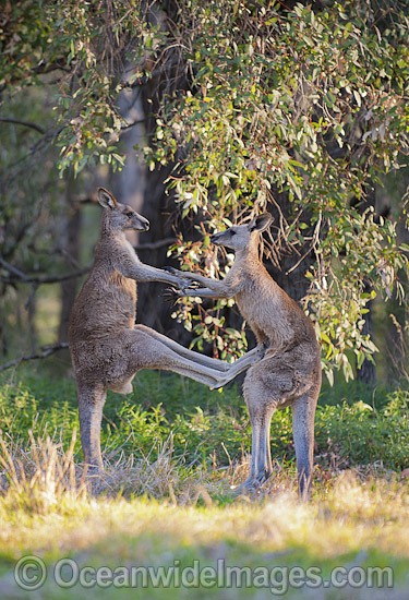 Eastern Grey Kangaroo (Macropus giganteus), two large males boxing. Photo taken at the Warrumbungle National Park, New South Wales, Australia. Photo - Gary Bell