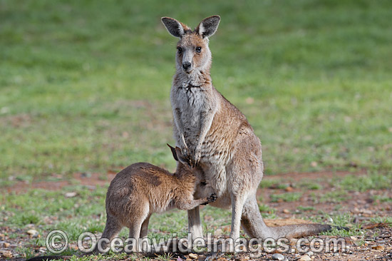 Eastern Grey Kangaroo (Macropus giganteus), joey drinking milk from milk gland inside the mothers pouch. Photo taken at the Warrumbungle National Park, New South Wales, Australia. Photo - Gary Bell