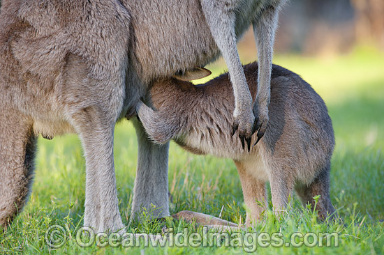 Eastern Grey Kangaroo (Macropus giganteus), joey drinking milk from milk gland inside the mothers pouch. Photo taken at the Warrumbungle National Park, New South Wales, Australia. Photo - Gary Bell