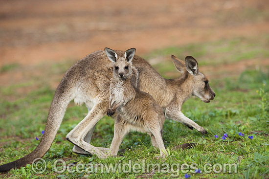 Eastern Grey Kangaroo (Macropus giganteus), mother with joey. Photo taken at the Warrumbungle National Park, New South Wales, Australia. Photo - Gary Bell