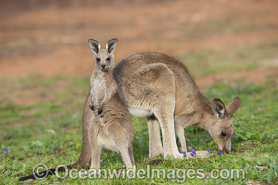 Eastern Grey Kangaroo (Macropus giganteus), mother with joey. Photo taken at the Warrumbungle National Park, New South Wales, Australia. Photo - Gary Bell
