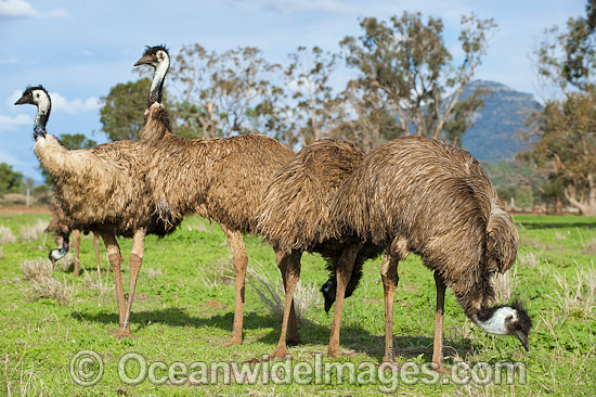 Emus Outback Australia photo Emus Outback Australia photo