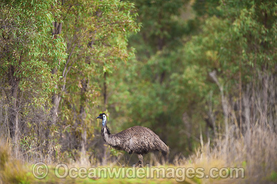 Emus Outback Australia photo