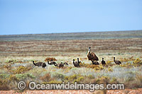 Emu adult male with chicks Photo - Gary Bell