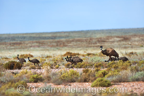 Emu adult male with chicks photo Emu adult male with chicks photo