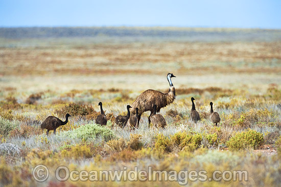 Emu adult male with chicks photo